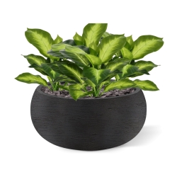 Pianta Dieffenbachia Artificiale 25cm