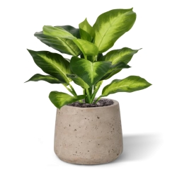 Pianta Dieffenbachia Artificiale 25cm