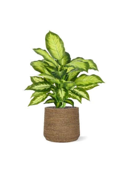 Pianta Dieffenbachia Artificiale 55cm