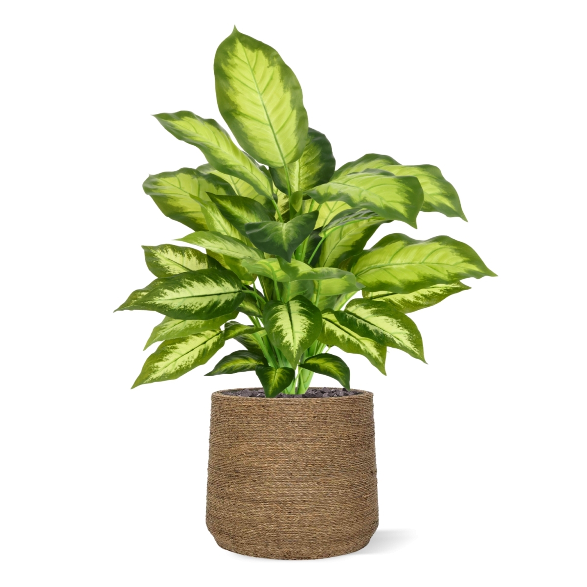 Pianta Dieffenbachia Artificiale 55cm