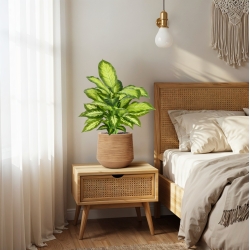 Pianta Dieffenbachia Artificiale 55cm
