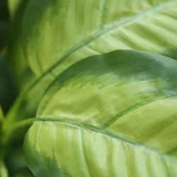 Pianta Dieffenbachia Artificiale 55cm