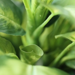 Pianta Dieffenbachia Artificiale 55cm