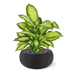 Pianta Dieffenbachia Artificiale 55cm