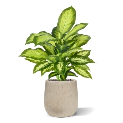 Pianta Dieffenbachia Artificiale 55cm