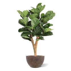 Artificiale Lyrata Deluxe Y Albero 130cm in vaso