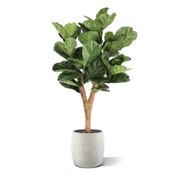 Artificiale Lyrata Deluxe Y Albero 130cm in vaso