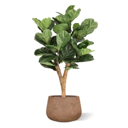 Artificiale Lyrata Deluxe Y Albero 130cm in vaso