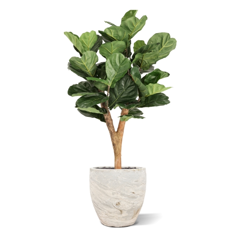 Artificiale Lyrata Deluxe Y Albero 130cm in vaso