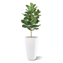 Pianta artificiale Lyrata Royal 90 cm