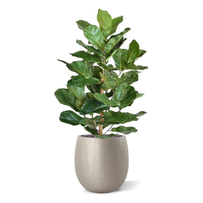 Pianta artificiale Lyrata Royal 90 cm