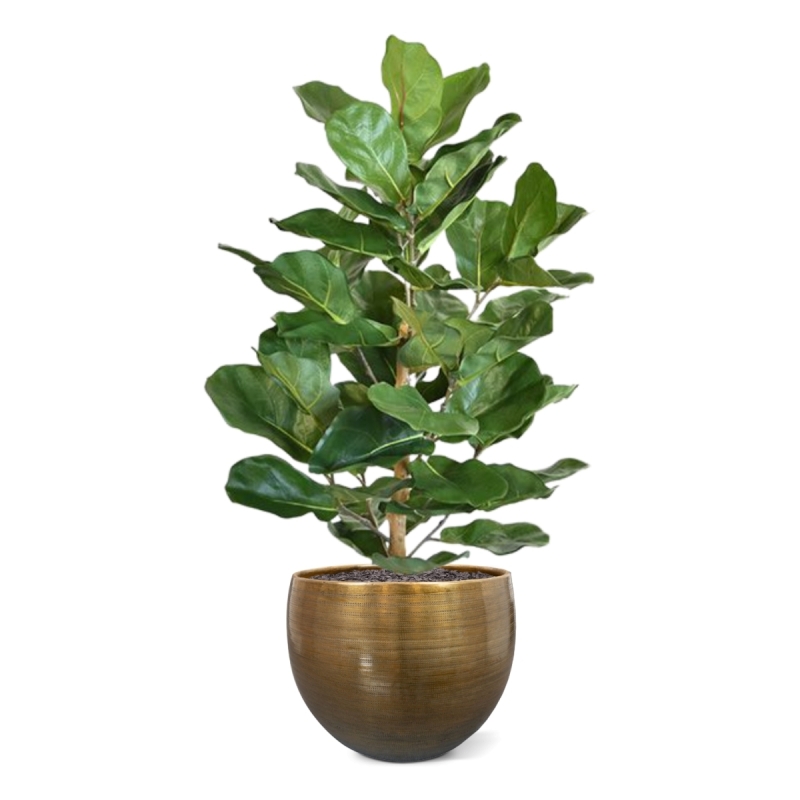 Pianta artificiale Lyrata Royal 90 cm