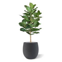 Pianta artificiale Lyrata Royal 90 cm