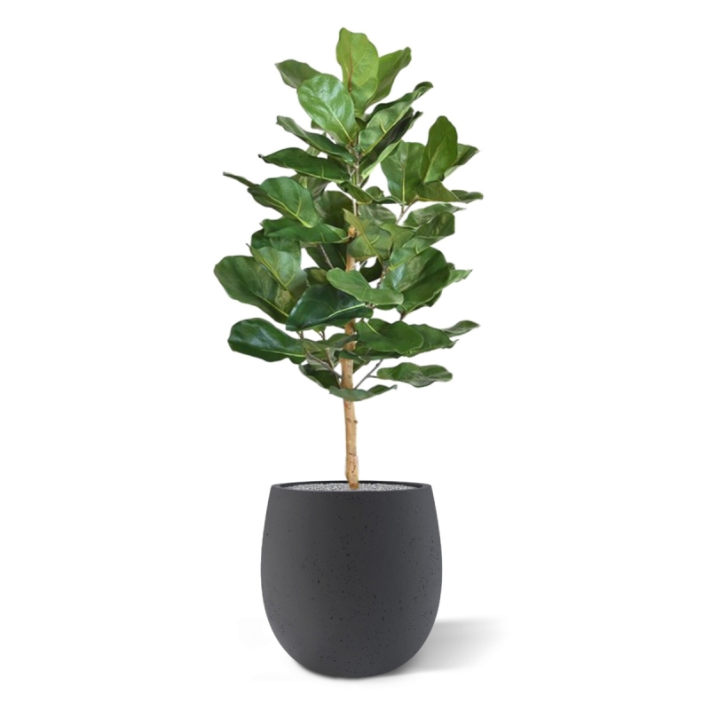 Pianta artificiale Lyrata Royal 90 cm