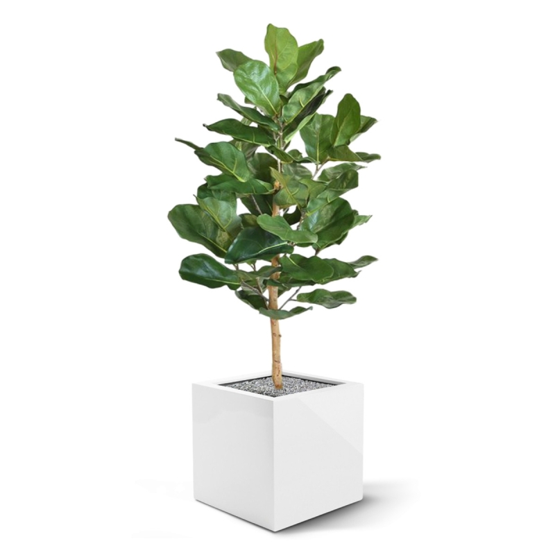 Pianta artificiale Lyrata Royal 90 cm