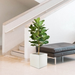 Pianta artificiale Lyrata Royal 90 cm