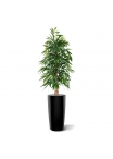 Albero artificiale Longifolia Royal 175 cm