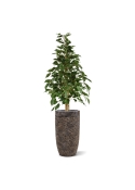 Ficus artificiale Exotica 120cm verde