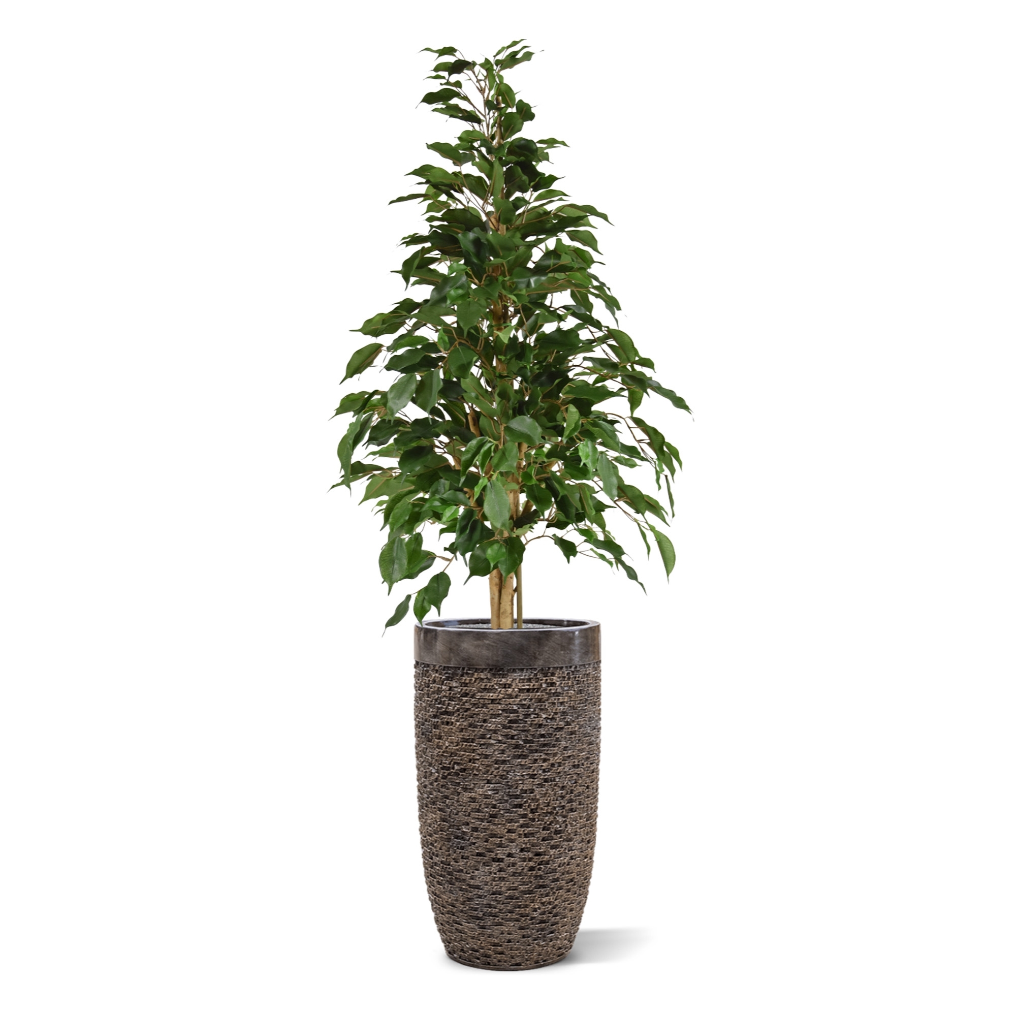 Ficus artificiale Exotica 120cm verde