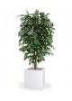 Pianta artificiale Ficus Exotica deluxe 150 cm - verde - FR - ignifuga
