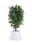 Pianta artificiale Ficus Exotica deluxe 150 cm - verde - FR - ignifuga