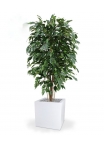 Pianta artificiale Ficus Exotica deluxe 150 cm - verde - FR - ignifuga