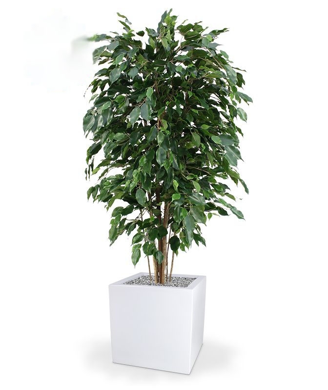 Pianta artificiale Ficus Exotica deluxe 150 cm - verde - FR - ignifuga