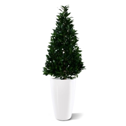 Pianta artificiale Laurel Tower 115 cm