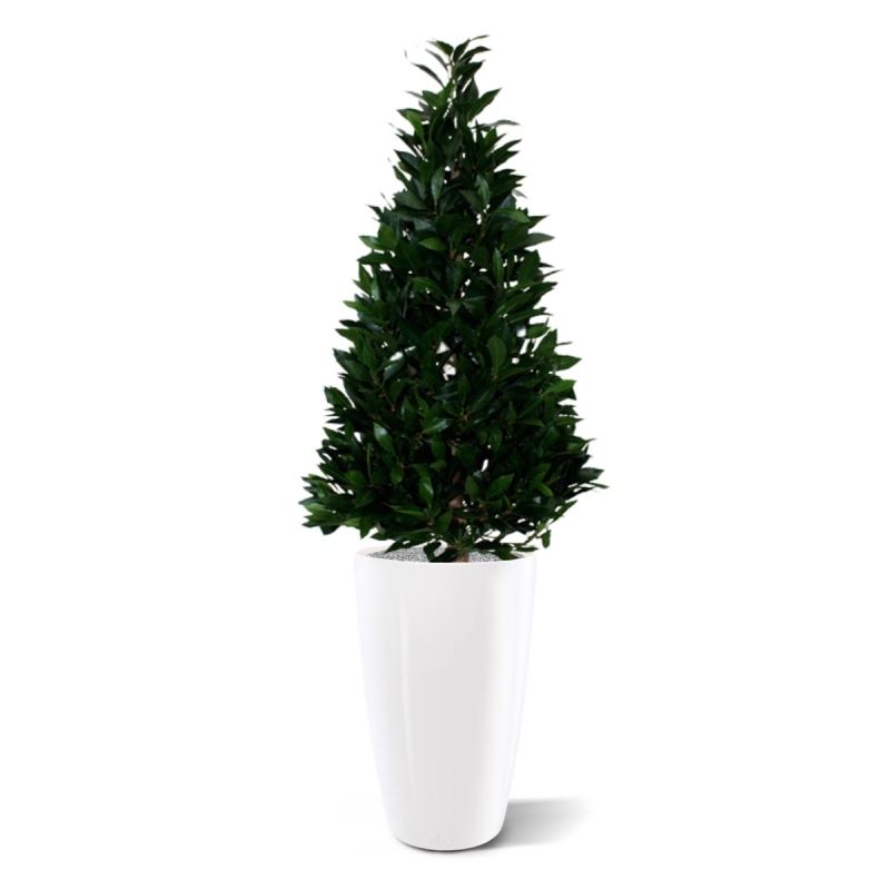 Pianta artificiale Laurel Tower 115 cm