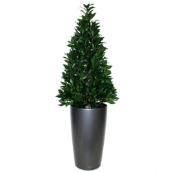 Pianta artificiale Laurel Tower 115 cm