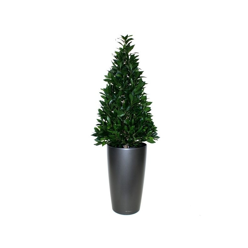 Pianta artificiale Laurel Tower 115 cm