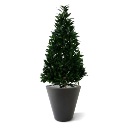 Pianta artificiale Laurel Tower 115 cm