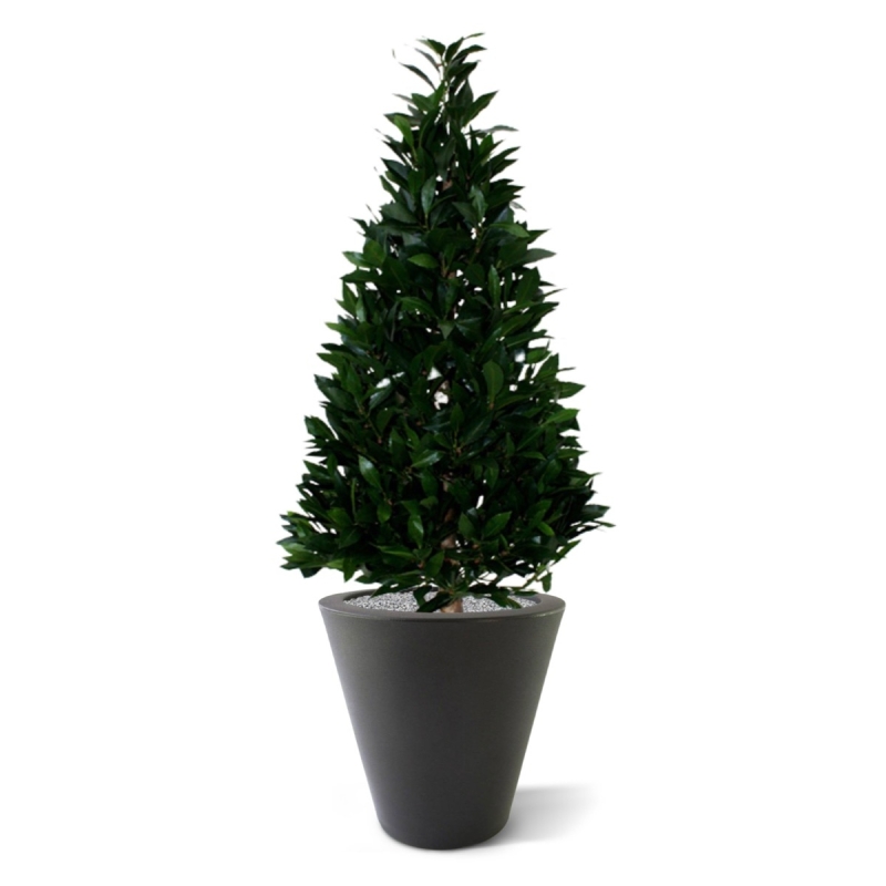 Pianta artificiale Laurel Tower 115 cm