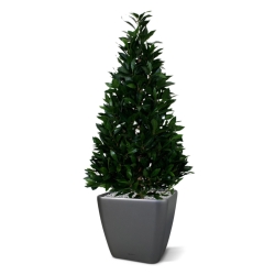 Pianta artificiale Laurel Tower 115 cm