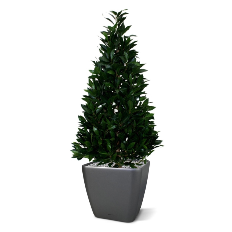 Pianta artificiale Laurel Tower 115 cm