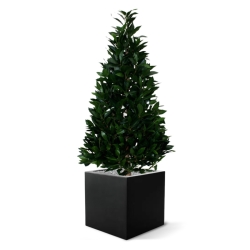 Pianta artificiale Laurel Tower 115 cm