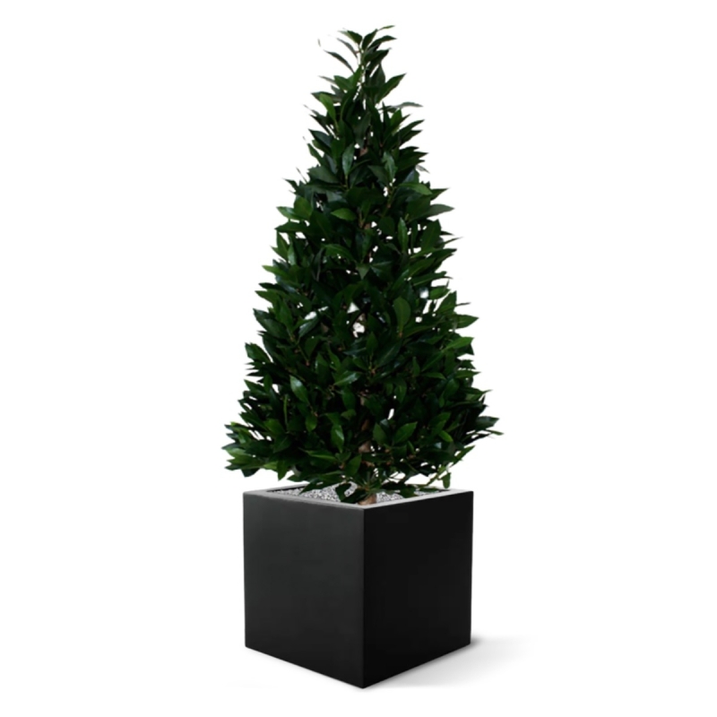 Pianta artificiale Laurel Tower 115 cm