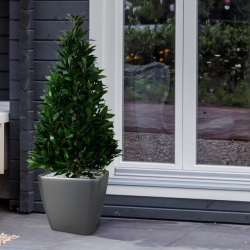 Pianta artificiale Laurel Tower 115 cm