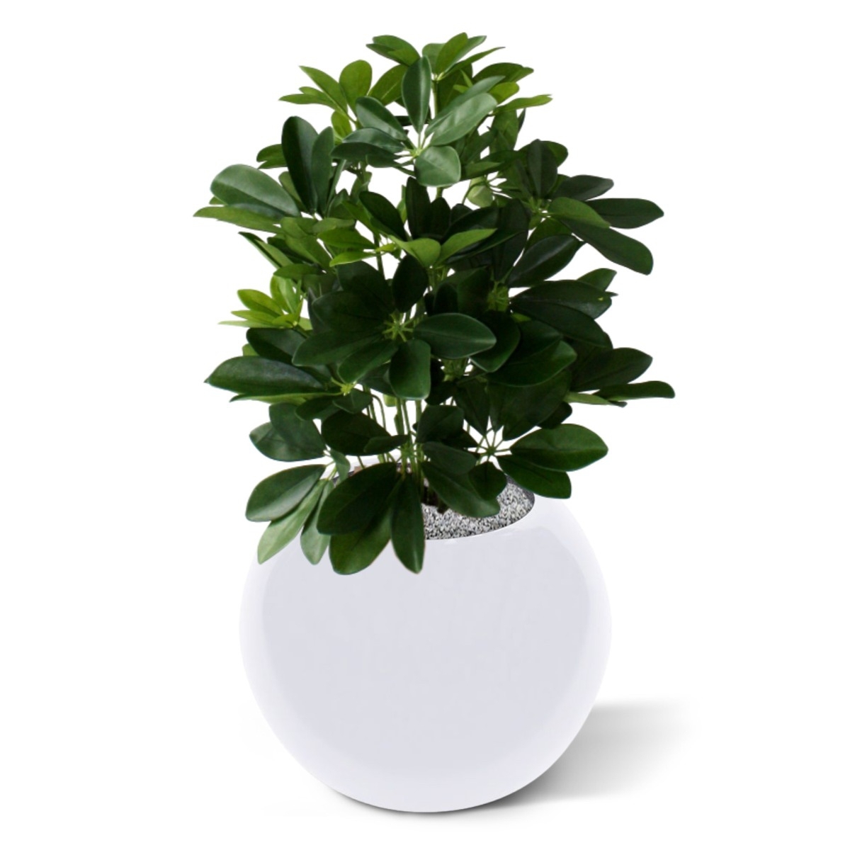 Schefflera da finestra pianta artificiale 50 cm