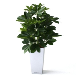 Schefflera da finestra pianta artificiale 50 cm