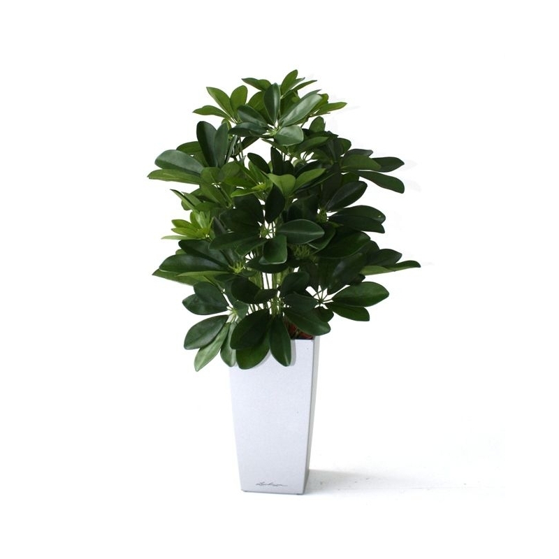 Schefflera da finestra pianta artificiale 50 cm