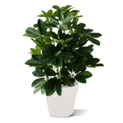 Schefflera da finestra pianta artificiale 50 cm