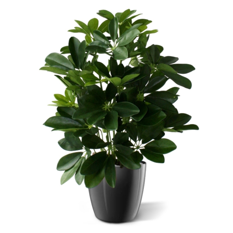 Schefflera da finestra pianta artificiale 50 cm