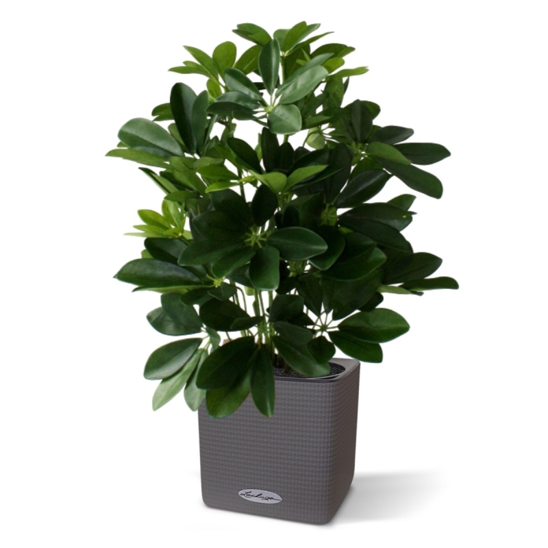 Schefflera da finestra pianta artificiale 50 cm