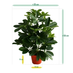 Schefflera da finestra pianta artificiale 50 cm