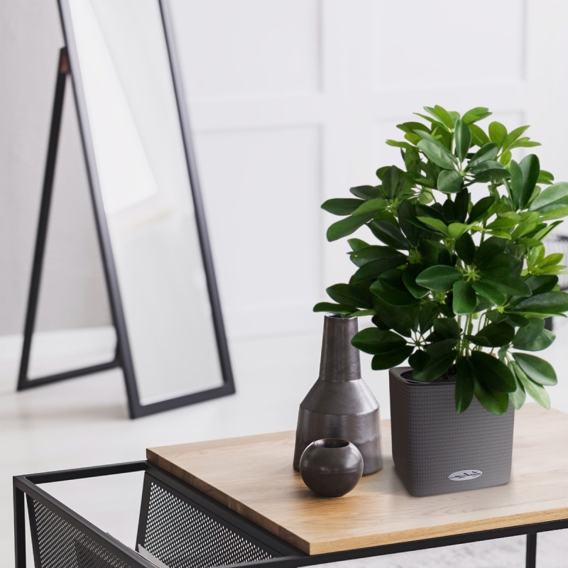 Schefflera da finestra pianta artificiale 50 cm