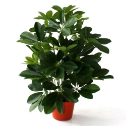 Schefflera da finestra pianta artificiale 50 cm