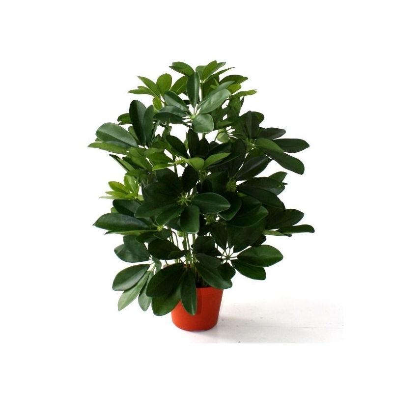 Schefflera da finestra pianta artificiale 50 cm