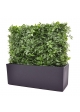 Siepe artificiale Schefflera 80x25x56cm - resistente ai raggi UV
