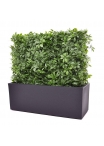 Siepe artificiale Schefflera 80x25x56cm - resistente ai raggi UV